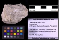 Foto (Objekt + Etiketten) von Prosopon sp. (NHMW-GEO-1990-0041-0035a)